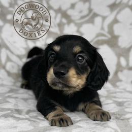 Waffle - Black and cream male Dachshund puppy in Monroe, North Carolina from Dogwood Doxies