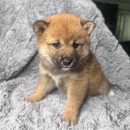 Teague - red collar - Red female Shiba Inu puppy in Inverness, Florida from Shore Thing Shiba’s