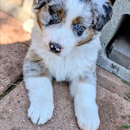 Blue - Blue merle male Australian Shepherd puppy in Arlington, Texas from Firelight Australian Shepherds