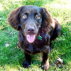 Boykin Spaniels from Northern Boykins