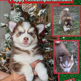 Poppy - Red and white female Pomsky puppy in Spring Hill, Florida from www.PuppyTimeEmporium.com
