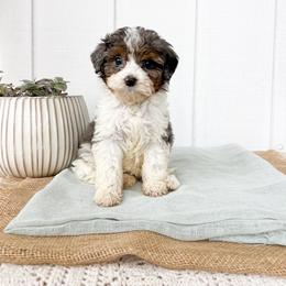Kat - Blue merle female Aussiedoodle puppy in Omro, Wisconsin from Crystal Ridge Doodles