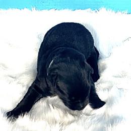 Falcon - Black male Shiloh Shepherd puppy in Griffin, Georgia from Orchard Hills Shilohs