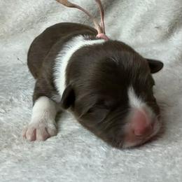 Wednesday - Liver and white female American Corgi puppy in Grants Pass, Oregon from KnR Antler Dogs ~ Labrador Retrievers & Corgis