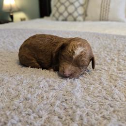 Wrangler - Red  male Goldendoodle puppy in Floyd, Virginia from Hearts and Paws Poodles and Doodles
