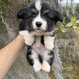 Olympus - Fluffy (Financing Available) - Black and tan male American Corgi puppy in Inverness, Florida from Canaan Farm Corgis