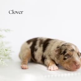 Clover - Red merle female Miniature Australian Shepherd puppy in Wooster, Ohio from Kari's Mini Aussies