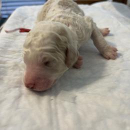 Teddy ( red collar) - Parti male Poodle puppy in Port Saint Lucie, Florida from Abbott Standard Poodles