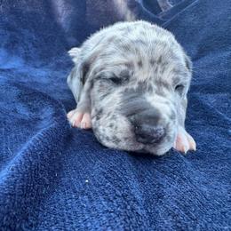 Pearl - Merle female Great Dane puppy in Rosharon, Texas from Parker's Great Danes