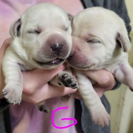 Sally - Yellow female Labrador Retriever puppy in Middleburg, Pennsylvania from Countrylanes labs