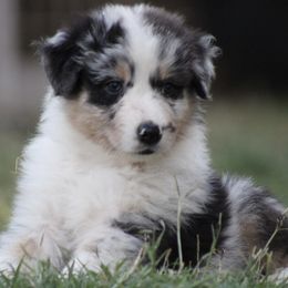 Atlas - Blue merle male Australian Shepherd puppy in Ceres, California from Knight's Aussies