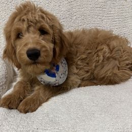 Murphy - Apricot male Goldendoodle puppy in Atlanta, Georgia from ADreamcatchers Doodles