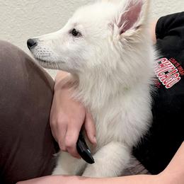 Berger Blanc Suisse Puppies from Moonlight Berger Blanc Suisses
