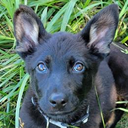 Grey Collar - Annika - Bi-color female German Shepherd puppy in Augusta, West Virginia from Cricket Hollow Canines