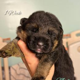 Mint - Black and red male German Shepherd puppy in Orlando, Florida from AceHaven Canines