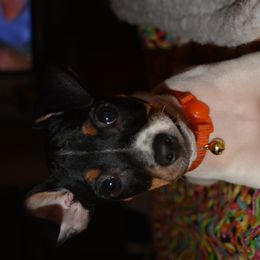 Rat Terrier Puppies from RaganRat Terriers