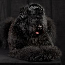 Zlata - Black Russian Terrier