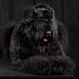 Zlata - Black Russian Terrier