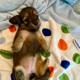 Frankie- girl 2 - Cream female Dachshund puppy in Wolf Lake, Indiana from Canisteo Dachshunds