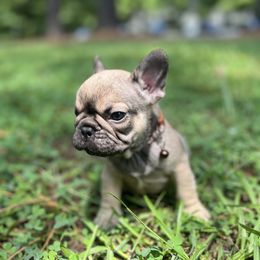 Michael Angelo - Fawn male French Bulldog puppy in Durham, North Carolina from Seven Star Kennel
