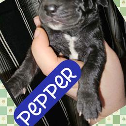 Pepper - Black male Great Dane puppy in Wellsville, New York from Prophecy Danes
