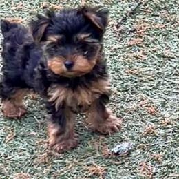 Nugget-click on pic, price-info - Black and tan male Yorkshire Terrier puppy in Kingston, Oklahoma from Lake Life