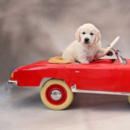 Golden Retriever Puppies from Lovasi Goldens