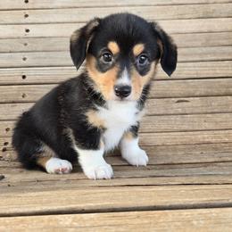 Evie - Black and tan female Pembroke Welsh Corgi puppy in Anton, Texas from X Bar's Lil Legs of Texas