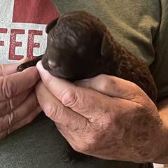 Curly-Coated Retriever Puppies from Nyehyrst Curlies
