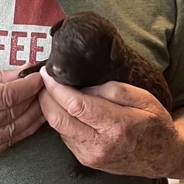 Curly-Coated Retriever Puppies from Nyehyrst Curlies