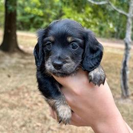Dorothy AKC HEALTH GUARANTEE - Brindle female Dachshund puppy in El Dorado, Arkansas from LovelylilDoxies