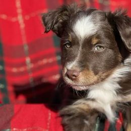 Red Tri Male 1 - Red Miniature Australian Shepherd puppy in Sour Lake, Texas from Flyin M Aussies