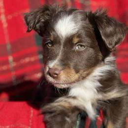 Red Tri Male 1 - Red Miniature Australian Shepherd puppy in Sour Lake, Texas from Flyin M Aussies