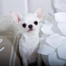 Cindy Lou - Cream and white female Chihuahua puppy in Orlando, Florida from Destiny Chihuahuas