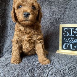 Goldendoodle Puppies from Simply Mini Goldendoodles