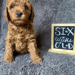 Goldendoodle Puppies from Simply Mini Goldendoodles