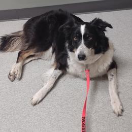 Breena - Border Collie
