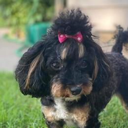 Edith - Poodle