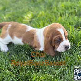 Chai - Mahogany and white female Basset Hound puppy in Sidney, Nebraska from Royal Baez Basset