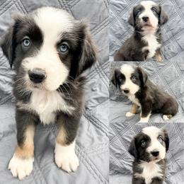 Black tri male 1 - Black tri male Miniature Australian Shepherd puppy in Brooker, Florida from Honey, I Shrunk the Aussies