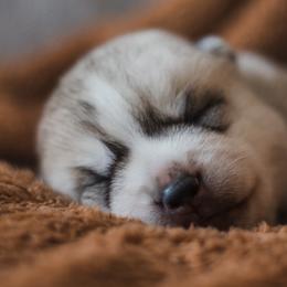 Siberian Husky Puppies from North River Siberians