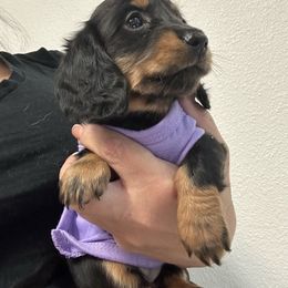 Girl 1 - Black and tan Dachshund puppy in Victorville, California from Saffron