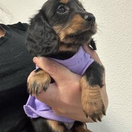 Girl 1 - Black and tan Dachshund puppy in Victorville, California from Saffron
