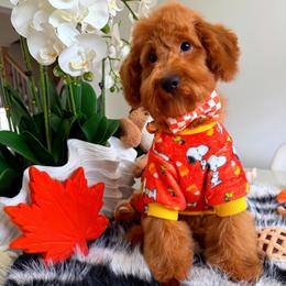 GEORGIE - Red male Maltipoo puppy in Sugar Land, Texas from Celebrity Maltipoos