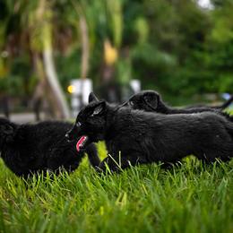 Belgian Sheepdog Puppies from Sans Soleil