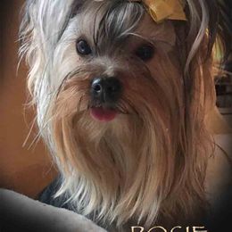 "Rosie " Yorkshire Terrier All Grown Up from J. Fortin Yorkies