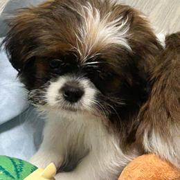Bandit - Black and white male Shih Tzu puppy in Victorville, California from Precioustzus