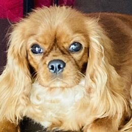Maja - Cavalier King Charles Spaniel