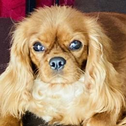 Maja - Cavalier King Charles Spaniel