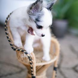 Chihuahua Puppies from Arizona Adventure Chihuahuas
